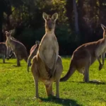 Wisata Campervan di Australia, Menjelajahi Negeri Kangguru