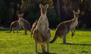 Wisata Campervan di Australia, Menjelajahi Negeri Kangguru