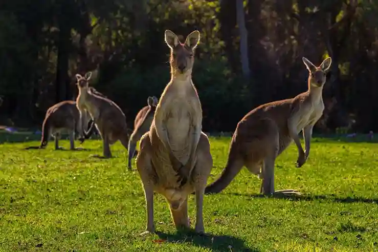 Wisata Campervan di Australia, Menjelajahi Negeri Kangguru